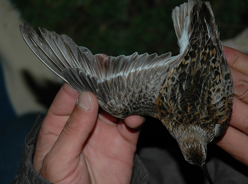 Dunlin, Sundre 20070802